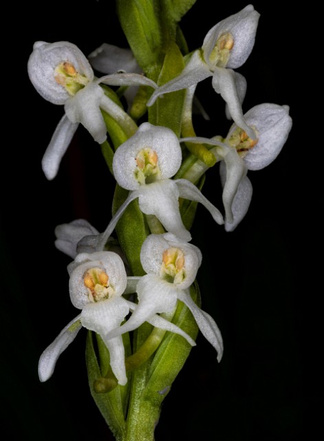 Platanthera leucostachys - Bog Orchid  20-0569.jpg